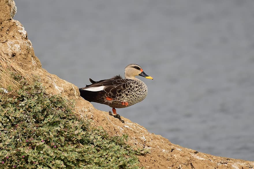 Indian Spot Billed Duck, Duck, Bird, Feathers, Plumage, Wild, Spot Billed Duck, Wildlife, Bird-watching, Avian, Nature