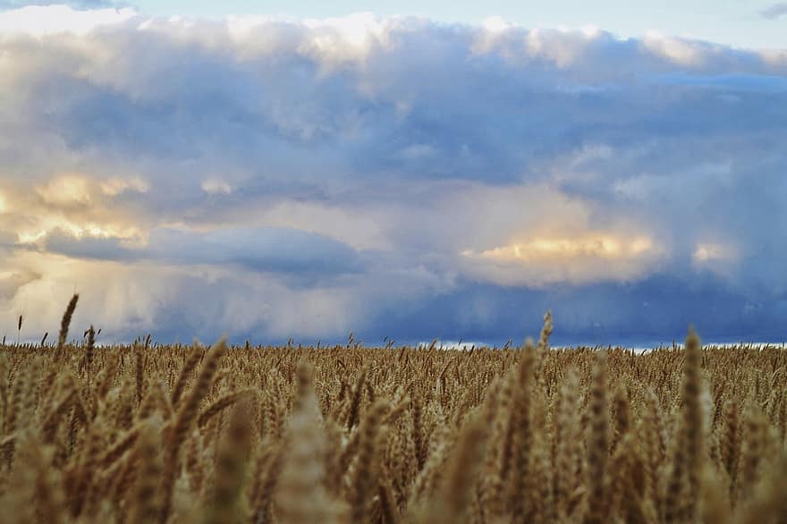 пшеничне поле, сільське господарство, землеробство, сільська сцена, літо, блакитний, хмара, небо, луг, ферми, жовтий