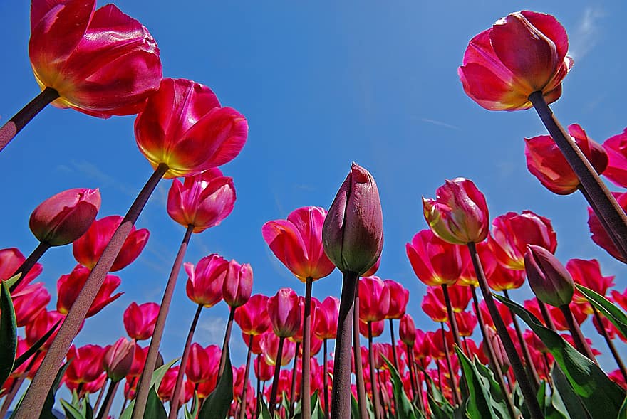 tulipaner, lyserøde tulipaner, Keukenhof, lyserøde blomster, blomster, forår, Botanisk Have, Lisse, parkere, have, holland