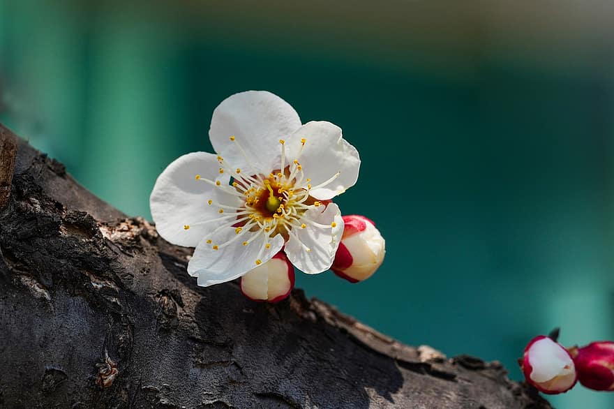 flor de pruna, flor blanca, flor, primavera, flor de primavera, República de Corea, primer pla, planta, pètal, cap de flor, estiu