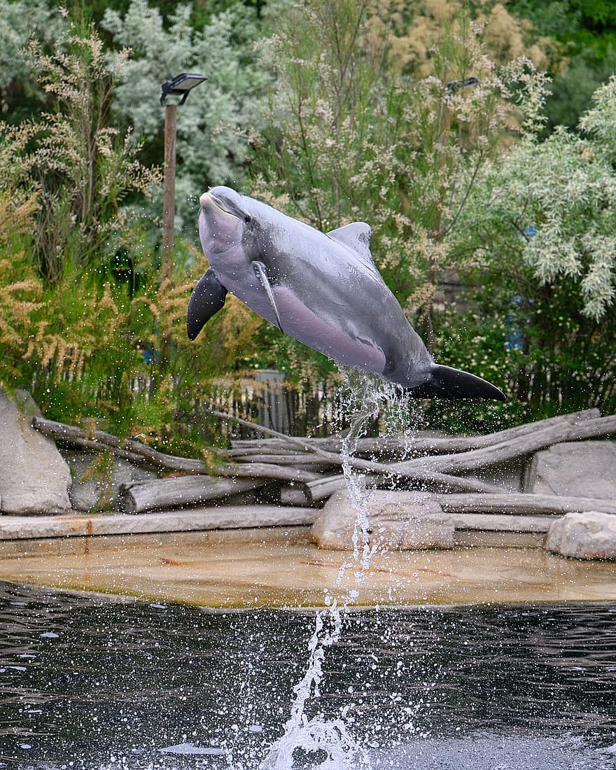 golfinho, animal, mamífero, Show de golfinhos, pulando, desempenho, agua, nadar, mamífero marinho, animais selvagens, jardim zoológico