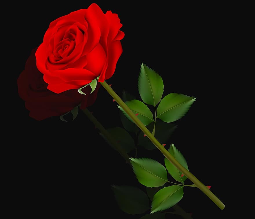 flor, Rosa, amor, planta, pètal, Rosa romàntica, romàntic, fons negre, vermell