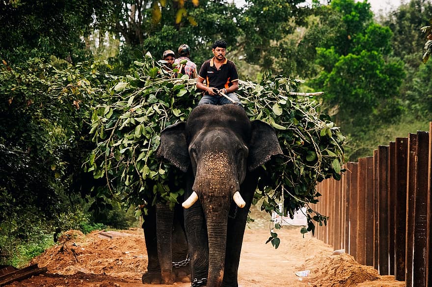 słonie, ludzie, jazda, jazda na słoniu, odchodzi, listowie, żniwa, pień słonia, kły słonia, jazda konna, azjatyckie słonie