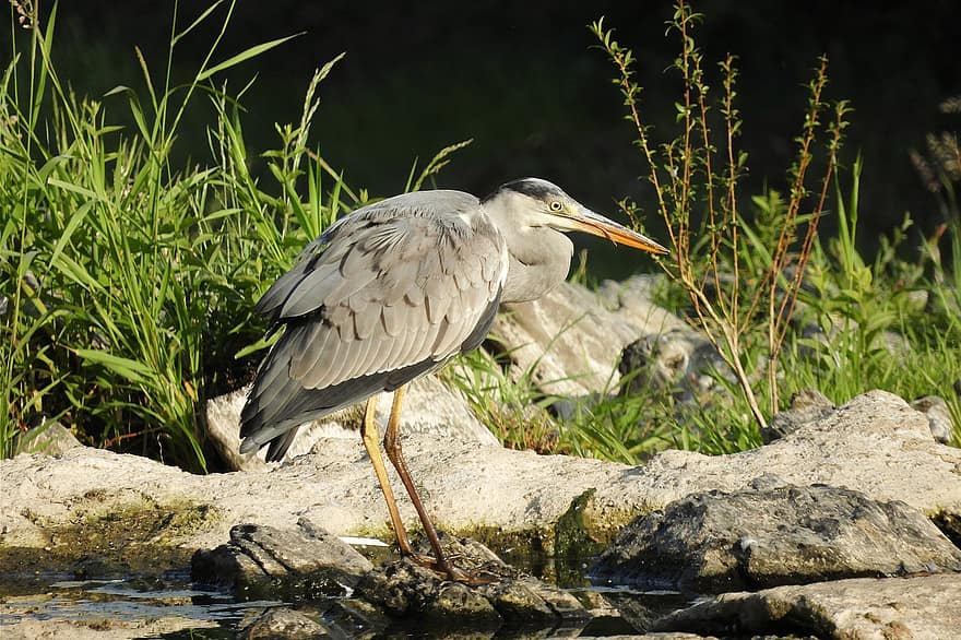 Grey Heron, Heron, River, Rocks, Stones, Stream, Water Bird, Avian, Ornithology, animals in the wild, beak