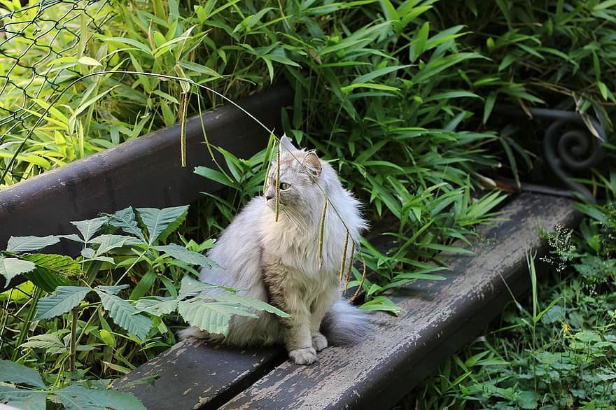 longhair cat, παγκάκι, άγριο κήπο, αυλή, πράσινος, ειδυλλιακός, ζώο, φράκτης, συρματόπλεγμα