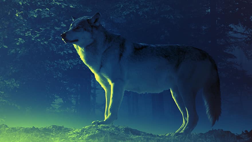 늑대, 숲, 나무, 자연, 신비로운, 분위기, 감기, 마법, 공상, 경치, 밤