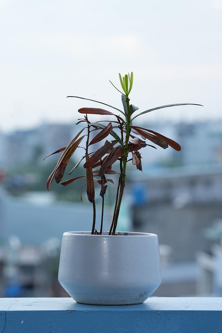 Tree, Pot Plant, Plant, Decorative