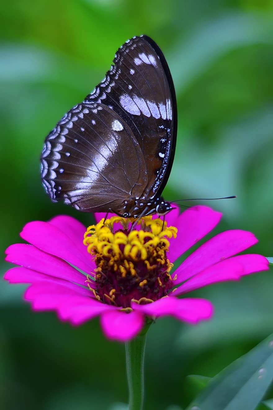 пеперуда, цвете, цветен прашец, опрашвам, опрашване, крила на пеперуда, крилато насекомо, ципокрили, циния, разцвет, цвят