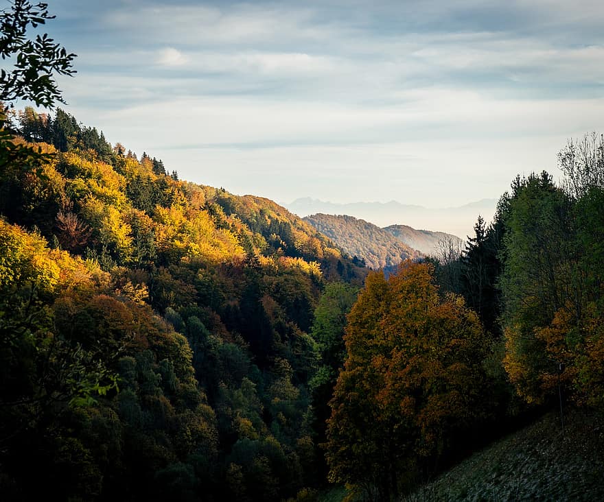 alam, jatuh, di luar rumah, musim, hutan, waktu musim gugur, dedaunan musim gugur, pohon musim gugur, Parit Hazel, austria atas, Austria