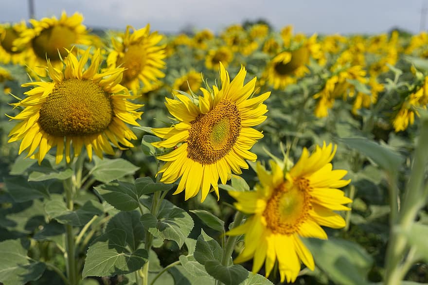 Sunflowers, Sunflower Field, Sunflower Farm, Yellow Flowers, Blossom, Bloom, Nature