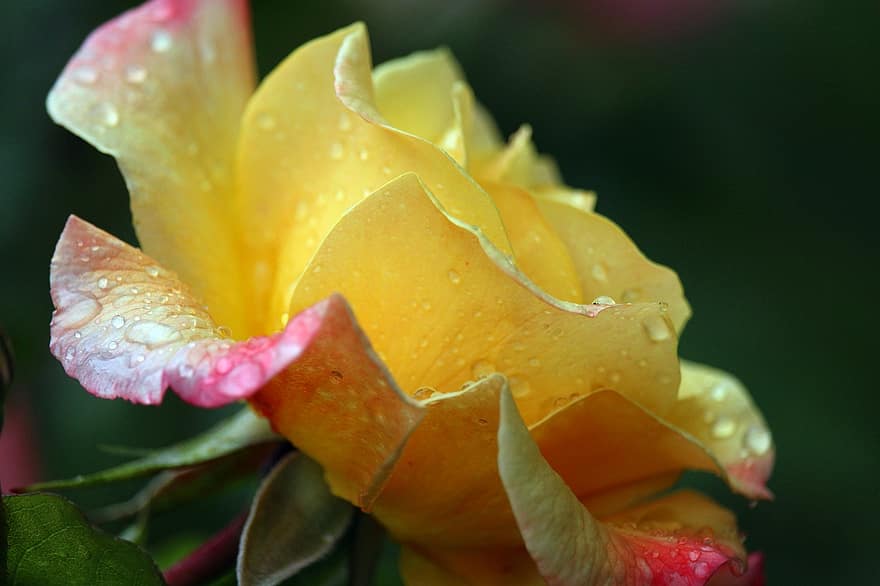 жълта роза, катерене, роза, цвят, разцвет, романтичен, градина, красота, цъфна роза, храст от рози, природа