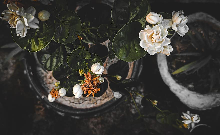 Jasmin arabe, fleurs blanches, fleur, la nature