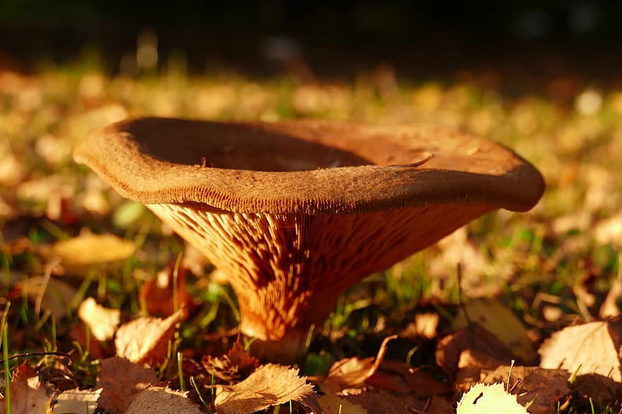 гриб, грибок, грибы, листья, природа, осень, крупный план, лес, время года, лист, завод