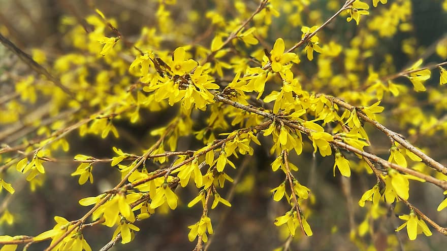 jaro, Korejská Forsythia, větvičky, keř, Příroda, botanika, růst