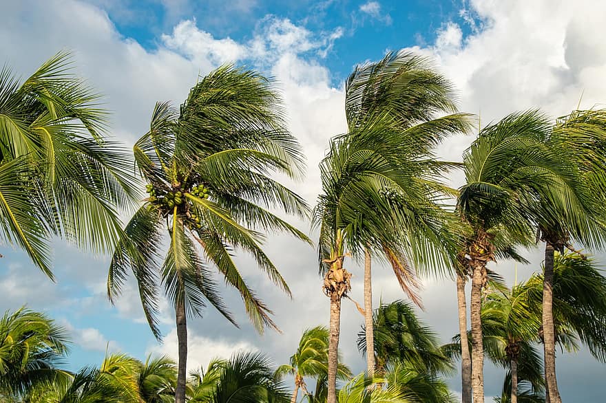 Palm Trees, Tropical, Nature, Trees, Leaves, Branches, Coast