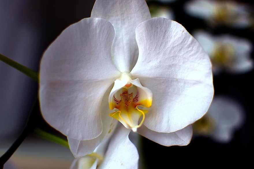 orhidejas, ziedi, baltas orhidejas, ziedlapiņām, baltas ziedlapiņas, zied, zieds, flora, augu, raksturs