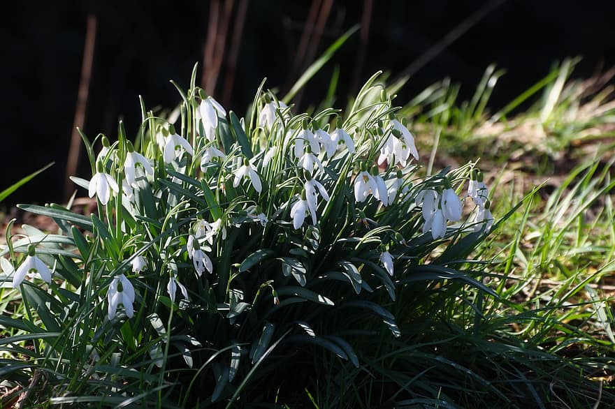 Snowdrops, Flowers, Plant, White Flowers, Petals, Bloom, Flora, Nature, green color, summer, close-up