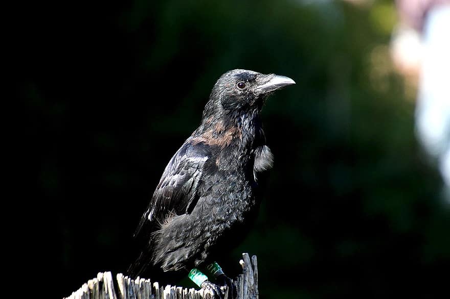 crow, raven, bird, animal, nature, beak, feather, animals in the wild, outdoors, one animal, close-up