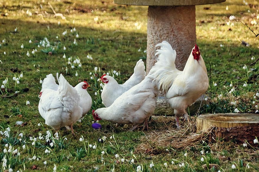 pollo, mughetto, rubinetto, cortile della fattoria, pollame, piume, ala, azienda agricola, agricoltura, erba, scena rurale