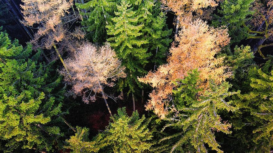 les, stromy, podzim, jehličnatého lesa, Příroda, krajina, pohled z ptačí perspektivy