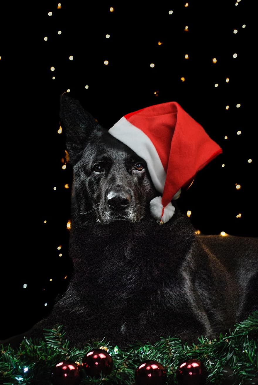 Немска овчарка, куче, Коледен костюм, Санта шапка, домашен любимец, животно, Черно куче, кучешки, бозайник