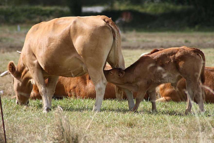 牛、カーフ、動物たち、家畜、乳児、ミルク、栄養、母、牧草地、ドリンク、乳牛