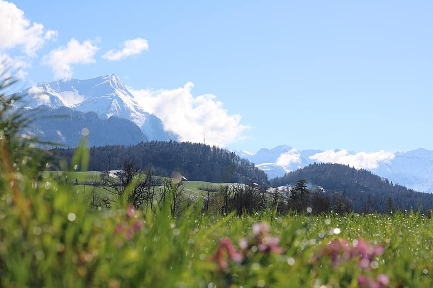 Gantrischin luonnonpuisto, Sveitsi, niitty, vuoret, Puut, pilviä, taivas, maisema, vuori, kesä, ruoho