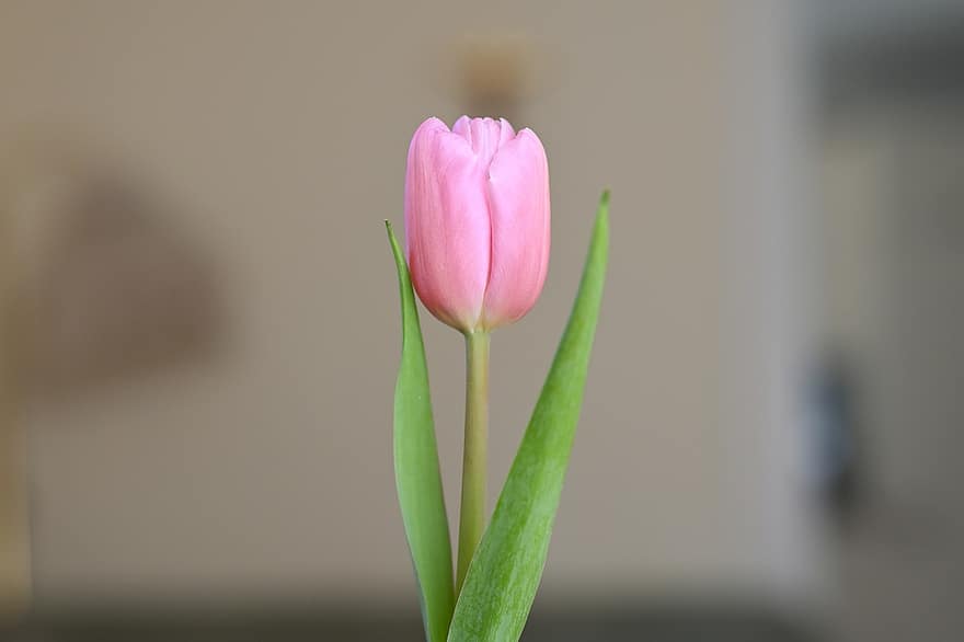 tulipes, fleurs, pétales, arrangement floral, fleur, Floraison, printemps, flore, la nature