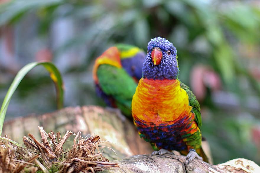 pappagallo, uccello, arroccato, animale, piume, becco, conto, birdwatching, ornitologia, mondo animale, multicolore