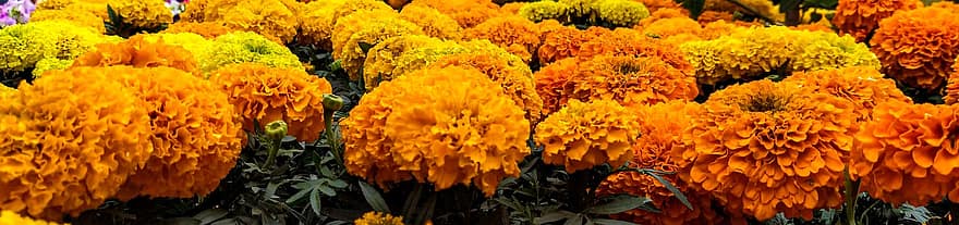 Marigolds, Flowers, Garden, Yellow Flowers, Yellow Petals, Petals, Bloom, Blossom, Flora, Plants