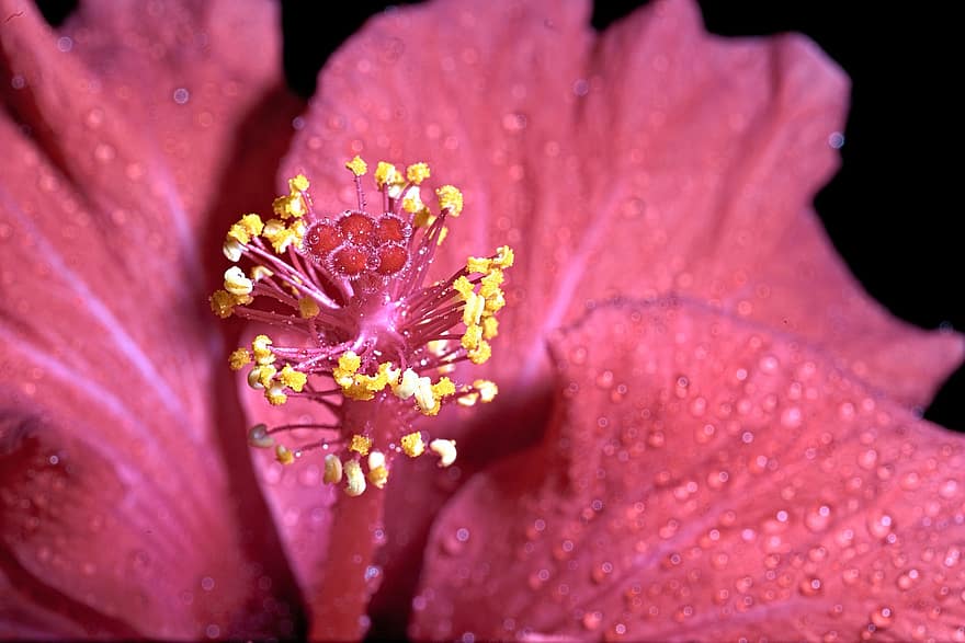 hibiscus, blomst, dug, rød blomst, kronblade, støvdrager, pistil, flor, dug dråber, våd, plante