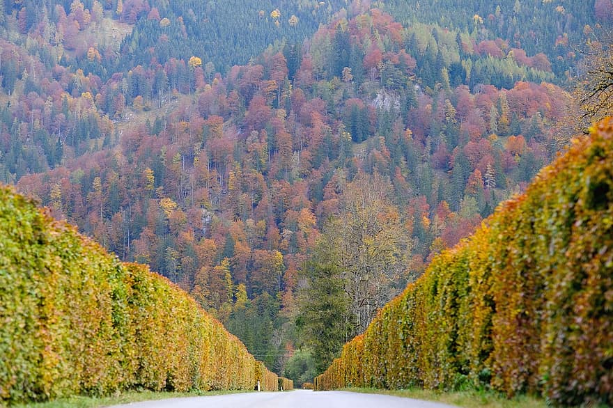 道路、山、ストリートヘッジ、舗装、車道、風景、田舎、自然、秋