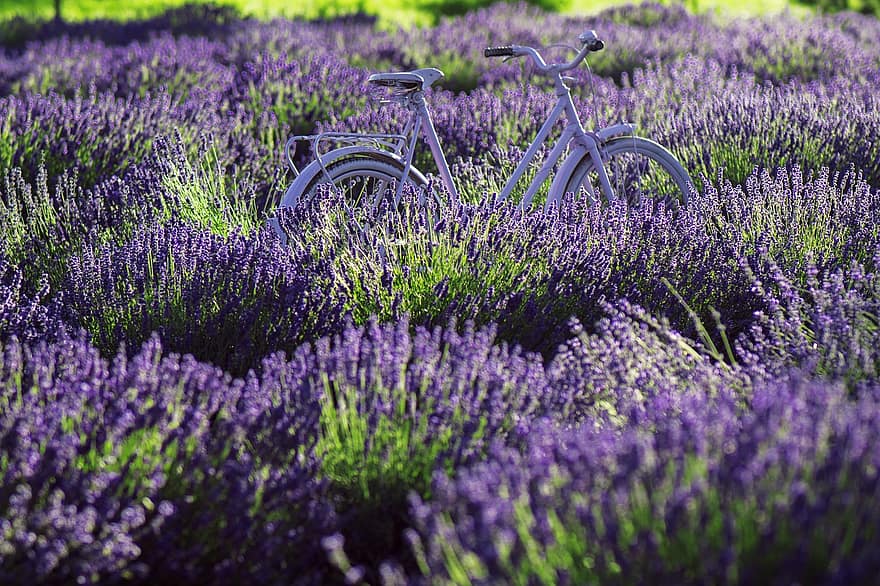 lavender, bidang, sepeda, bidang lavender, bunga-bunga, bunga ungu, berkembang, mekar, tanaman, flora, alam