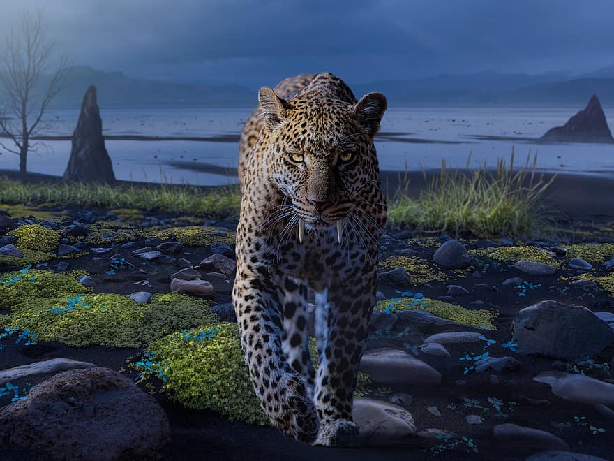 leopardas, afrikos leopardas, laukinės gamtos, pobūdį, kraštovaizdį, kačių, laukinė katė, gyvūnas, fantazija, papludimys, gyvūnams