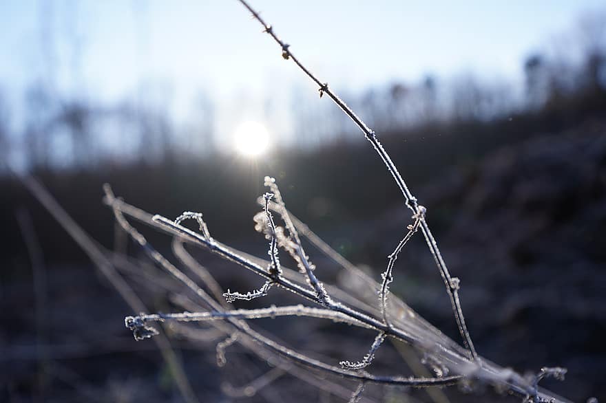 rimfrost, frost, vinter-, natur