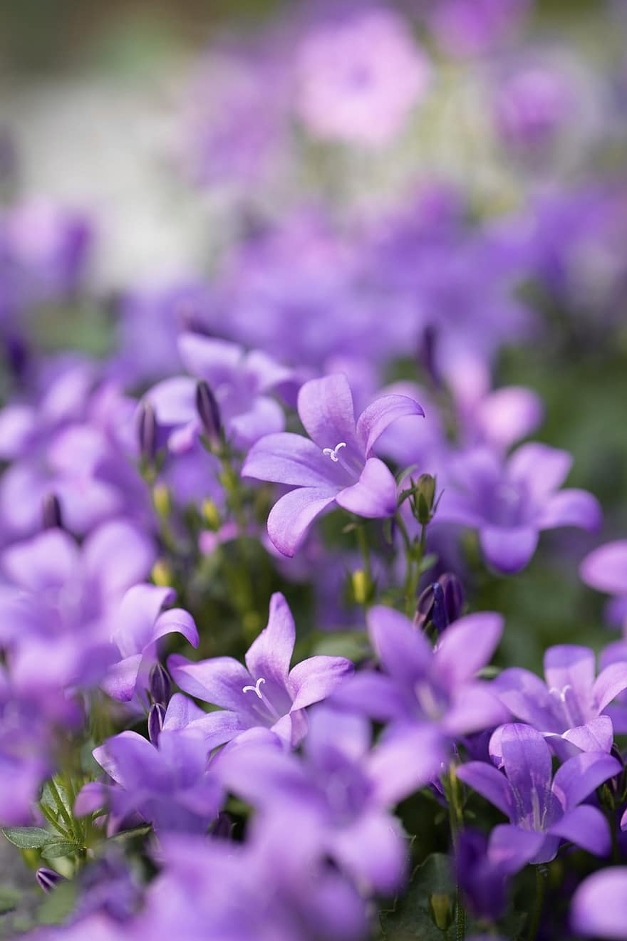 campanule, fiori viola, fiore, fiori, fiori da giardino, giardino, copertura del terreno, pianta, viola, avvicinamento, testa di fiore