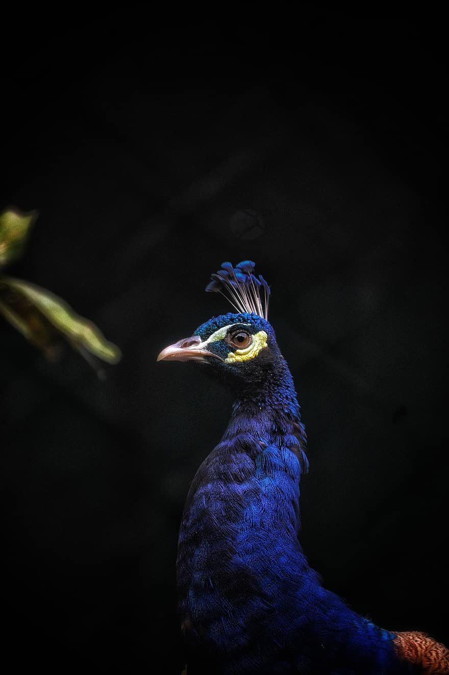 pássaro, bico, penas, plumagem, animal, pena, multi colorido, azul, fechar-se, pavão, cabeça de animal