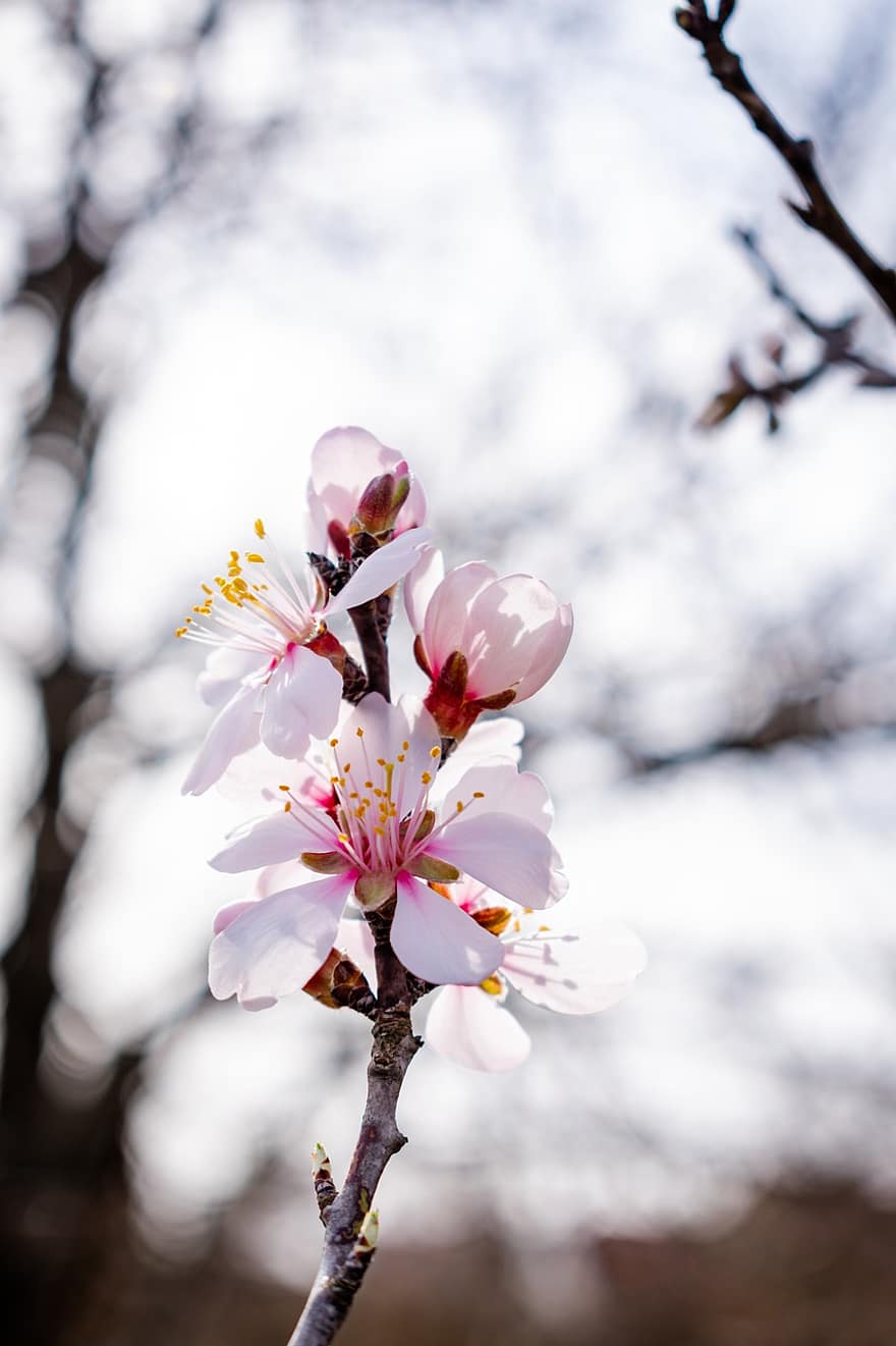 Almond Blossom, Flowers, Branch, Almond Flowers, Petals, Bloom, Blossom, Spring, Springtime, Flora, Almond Tree