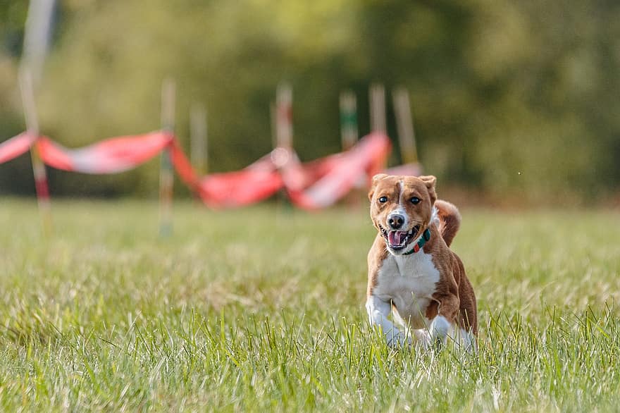Dog, Running, Park, Hound, Animal, Pet, Mammal, Domestic Dog, Active, Breed, Competition
