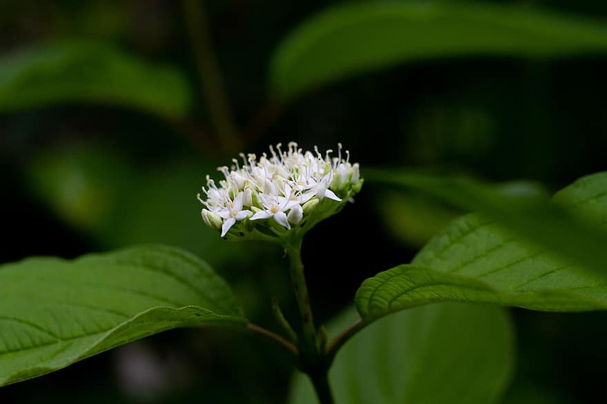 Cornus Siberica, кизил, лепестки, цветок, листья, цвести, белый