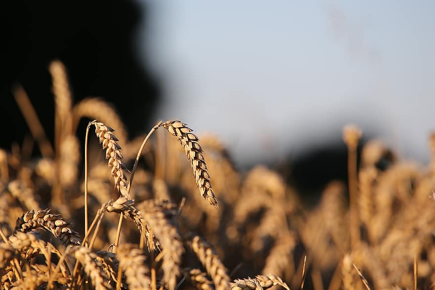 agricultura, blat, abans de la collita, cereals, planta, gra, menjar, camp, creixement, tarda, estiu