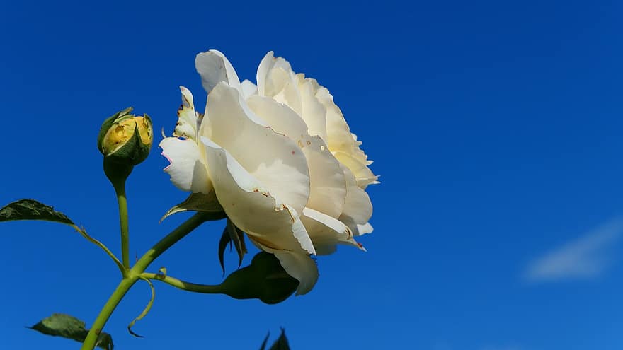 троянда, квітка, Рослина, Біла троянда, біла квітка, пелюстки, бутон, цвітіння, небо, сад, природи