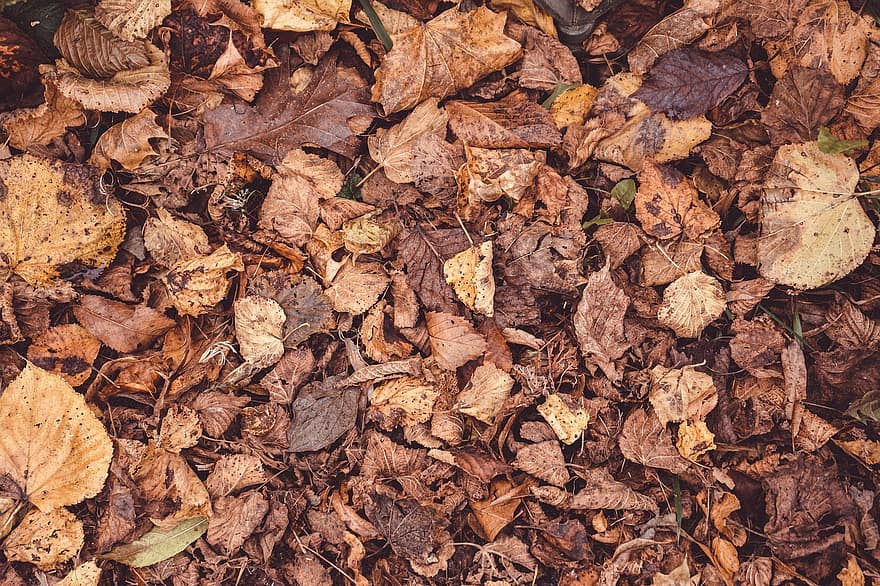 lapas, zaļumi, kritums, rudenī, žāvētas lapas, rudens lapas, raksturs, sezonā