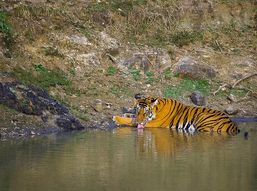 тигр, тварина, ссавець, великий кіт, дикі тварини, дикої природи, ставок, води, фауна, пустеля, бенгальський тигр