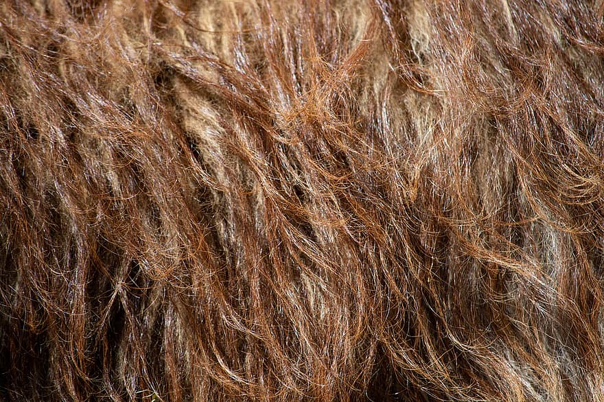 laama, fleece, Laama Fleece, Ruskea fleece, ruskea lama, lähikuva, hiukset, eläin, eläinten turkista