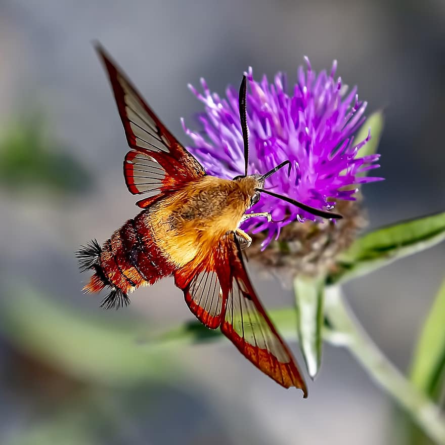 kolibri clearwing moth, blomma, pollinera, pollinering, insekt, vingad insekt, flora, fauna, natur, djur-, närbild