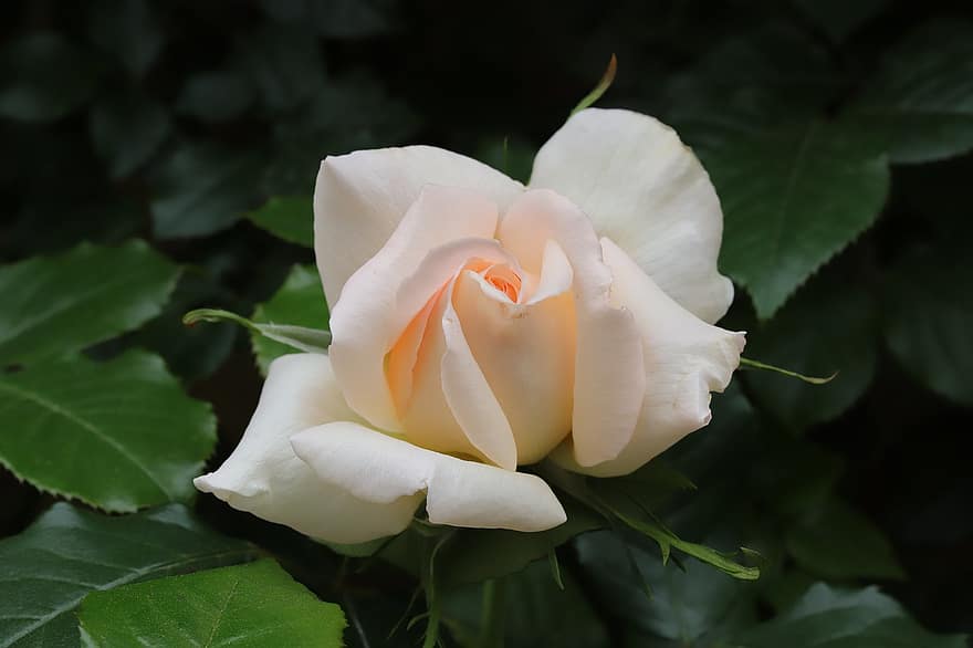 Rose, hvid rose, hvid blomst, blomst, forår, have, blomstre, blad, tæt på, plante, kronblad