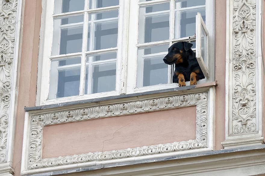 Pes, okno, savec, domácí zvíře, pěkný, roztomilý, rám, budova, starý, hledá