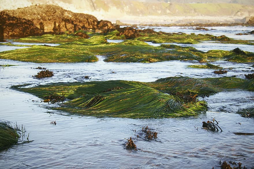 морские водоросли, море, природа, океан, пляж, воды, пейзаж, летом, береговая линия, волна, зеленого цвета