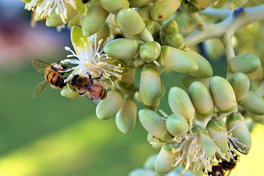 api, Noce di cocco, natura, fiore, pianta, insetto, frutta, avvicinamento, ape, estate, colore verde